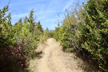 Fototapeta na wymiar The empty dirt trail between the pine trees.