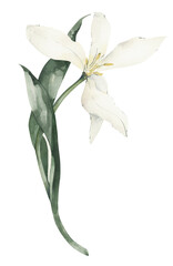 Watercolor Tulip clipart. Floral spring illustration.