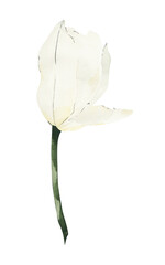 Watercolor Tulip clipart. Floral spring illustration.