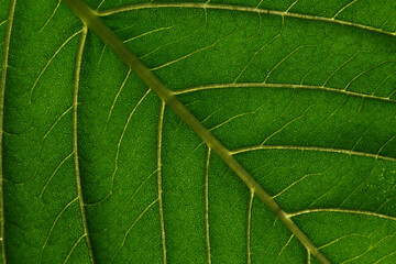 The green leaf macro