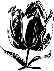 Hand drawn illustration of Tulip flower.
