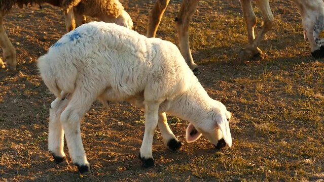 a newborn lamb is grazing, a white ewe lamb, a white lamb is grazing in the field