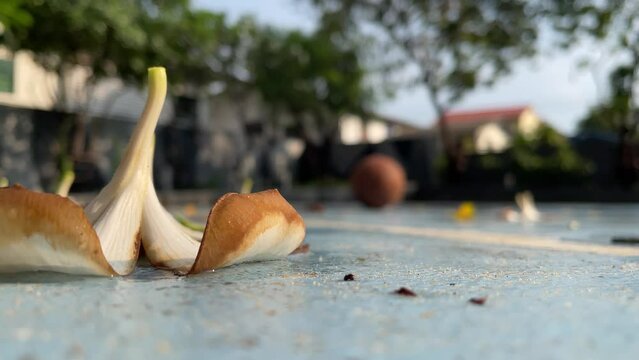 Bangkok, Thailand - Close up shot magnolia champaca flower on wet basketball court with basketball rolling. Blurred trees and building - day