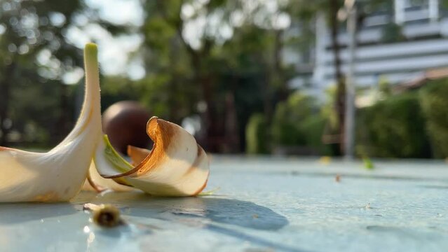 Close up shot magnolia champaca flower on wet basketball court with basketball bouncing in background. Blurred trees and building - day 