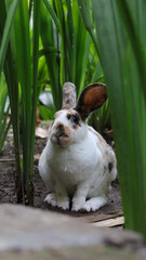 Rex rhinelander rabbit in the green garden sitting and watching curiously.