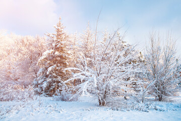 Winter landscape. Forest in the snow.