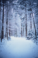 Schnee, Wald, Weg verschneit