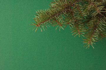 Christmas tree branch on a green background. Christmas background for a card. Small depth of field