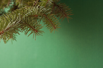 Christmas tree branch on a green background. Christmas background for a card. Small depth of field