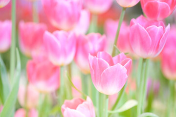 The beautiful tulip flowers in the garden using as the nature background and spring season wallpaper concept.
