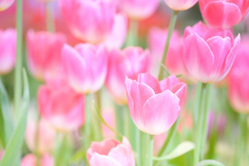Obraz premium The beautiful tulip flowers in the garden using as the nature background and spring season wallpaper concept.