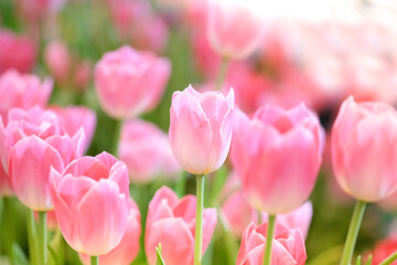 The beautiful tulip flowers in the garden using as the nature background and spring season wallpaper concept.