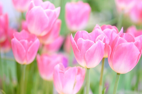 The beautiful tulip flowers in the garden using as the nature background and spring season wallpaper concept.