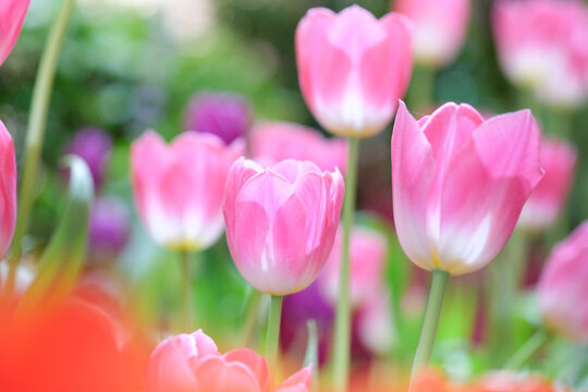 The beautiful tulip flowers in the garden using as the nature background and spring season wallpaper concept.