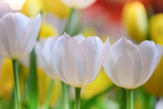 The beautiful tulip flowers in the garden using as the nature background and spring season wallpaper concept.