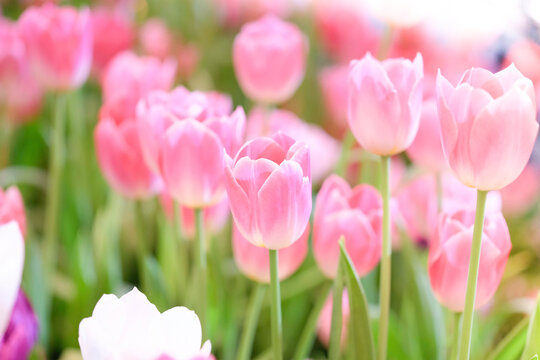 The beautiful tulip flowers in the garden using as the nature background and spring season wallpaper concept.