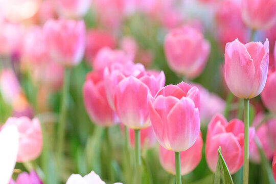 The beautiful tulip flowers in the garden using as the nature background and spring season wallpaper concept.