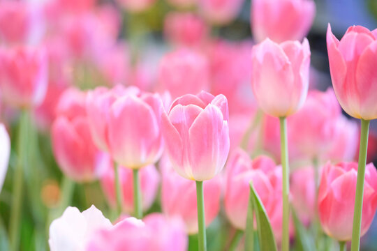 The beautiful tulip flowers in the garden using as the nature background and spring season wallpaper concept.
