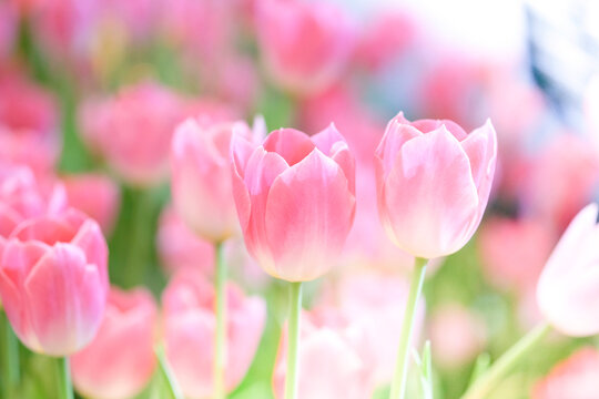 The beautiful tulip flowers in the garden using as the nature background and spring season wallpaper concept.