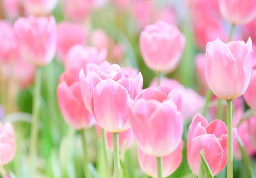 The beautiful tulip flowers in the garden using as the nature background and spring season wallpaper concept.