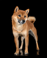 shiba inu in studio