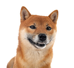 shiba inu in studio