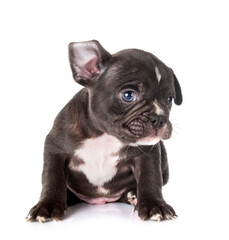 puppy french bulldog in studio