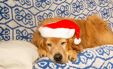 Cachorro com touca vermelha de papai Noel deitado no sofá olhando para frente.