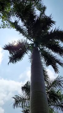 Vertical video of waving palm tree on a sunny day.