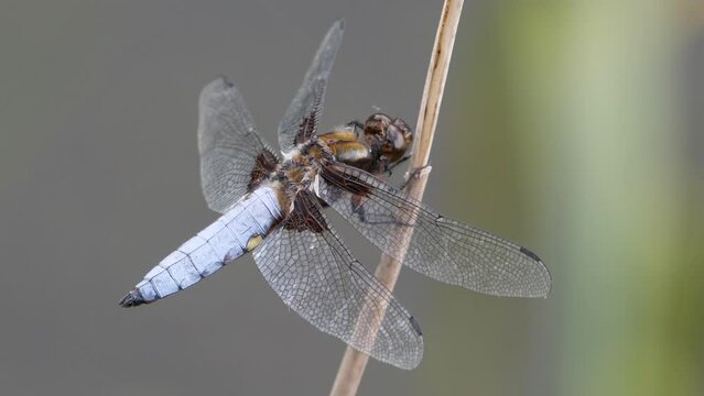 Plattbauch (Libellula depressa), Libelle aus der Familie der Segellibellen an einem Schilfhalm