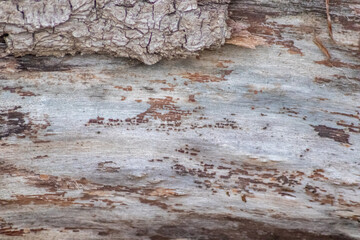 Natural figure organic wood grain shows tree bark details of hardwood surface cut for furniture production in timber and lumber industry as sustainable material renewable resource natural wood grained