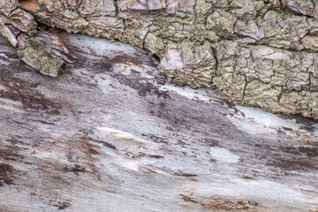 Natural figure organic wood grain shows tree bark details of hardwood surface cut for furniture production in timber and lumber industry as sustainable material renewable resource natural wood grained