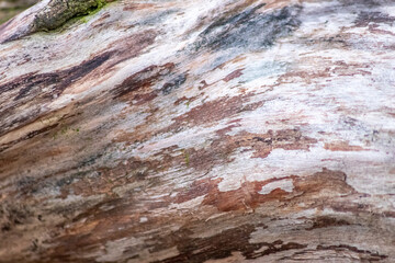 Natural figure organic wood grain shows tree bark details of hardwood surface cut for furniture production in timber and lumber industry as sustainable material renewable resource natural wood grained