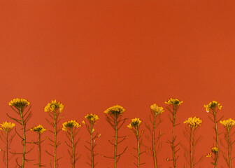 Oshibana floristry botanical pressed flower art. Composition of dry plants. Yellow Flowers frame on...