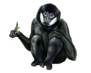 Fototapeta premium Black crested, white-cheeked gibbon, Nomascus concolor