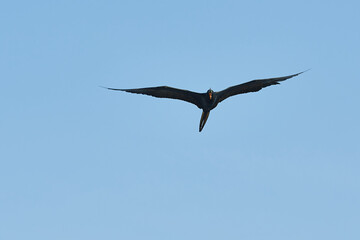 birds on the beach flying with the blue sky in the background