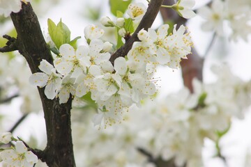 Plum tree blooming. White flowers on the branches