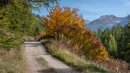 Autumn in Partias Nature Park near Puy-Saint-Andre, not far from Briancon, France