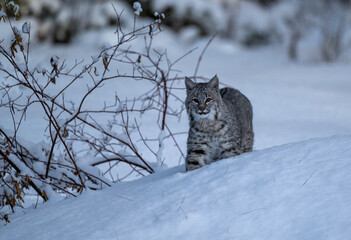 Bobcat kitten