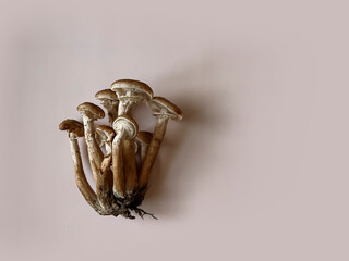 Mushrooms of honey mushrooms with a mycelium lie on a beige monochrome background. Copy space. Top view