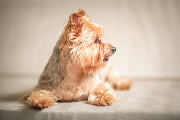 Close-up portrait of a beautiful thoroughbred terrier in a home photo studio.