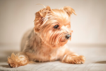 Close-up portrait of a beautiful thoroughbred terrier in a home photo studio.