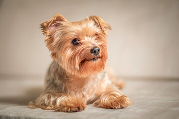 Close-up portrait of a beautiful thoroughbred terrier in a home photo studio.
