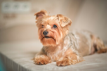 Close-up portrait of a beautiful thoroughbred terrier in a home photo studio.