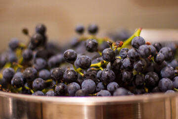 Recipiente metallico con grappoli di Uva Americana