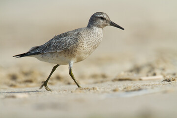 Shorebird - juvenile Calidris canutus, Red Knot on the Baltic Sea shore, migratory bird Poland Europe