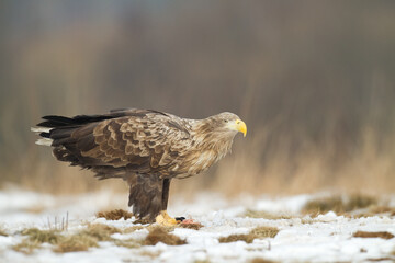 Majestic predator White-tailed eagle, Haliaeetus albicilla in Poland wild nature