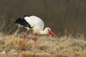 Bird White Stork Ciconia ciconia hunting time summer in Poland Europe