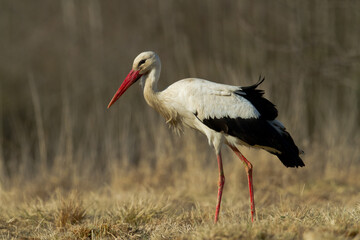 Bird White Stork Ciconia ciconia hunting time summer in Poland Europe
