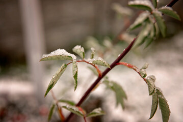 Zimowa roślina w śniegu